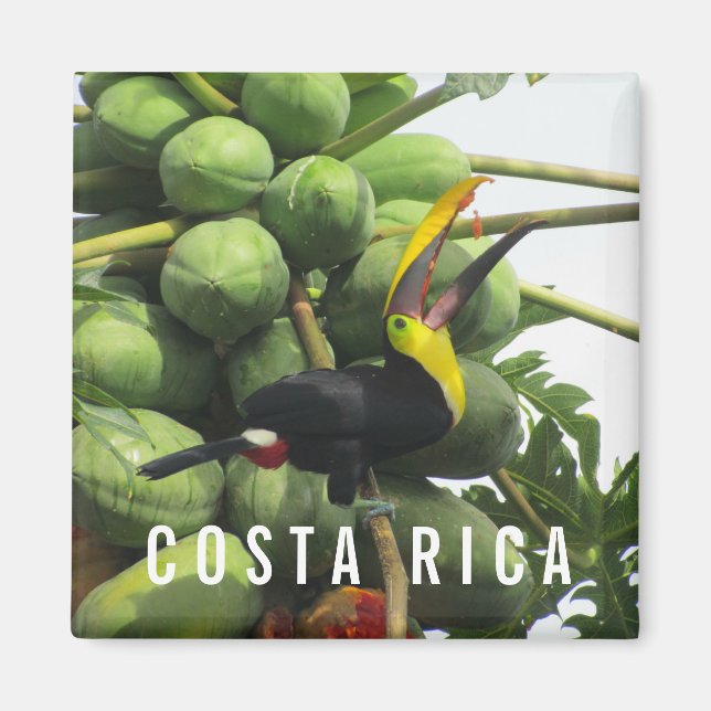Costa Rica Tropical Toucan Souvenir Magnet (Framsidan)