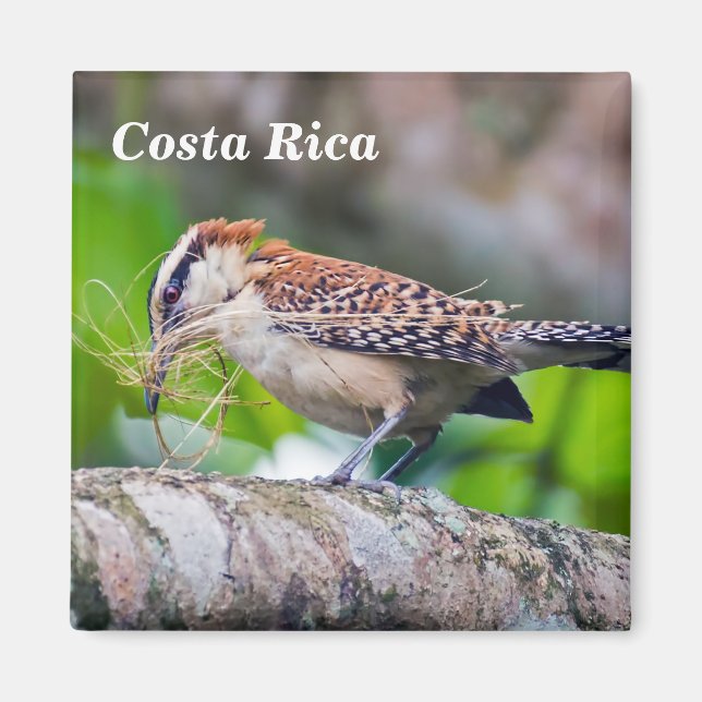 Costa Rica - Underbar myrfågel Magnet (Framsidan)