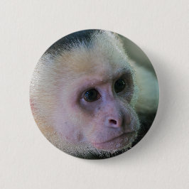 Costa Rica - Vit kapuchinapa Knapp