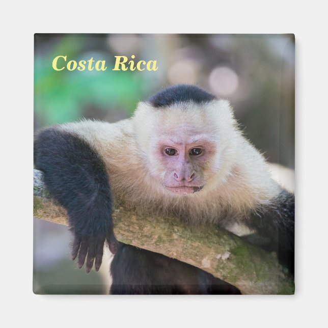 Costa Rica - Vit kapuchinapa Magnet (Framsidan)