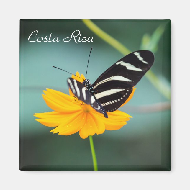 Costa Rica - Zebra Longwing Butterfly Magnet (Framsidan)