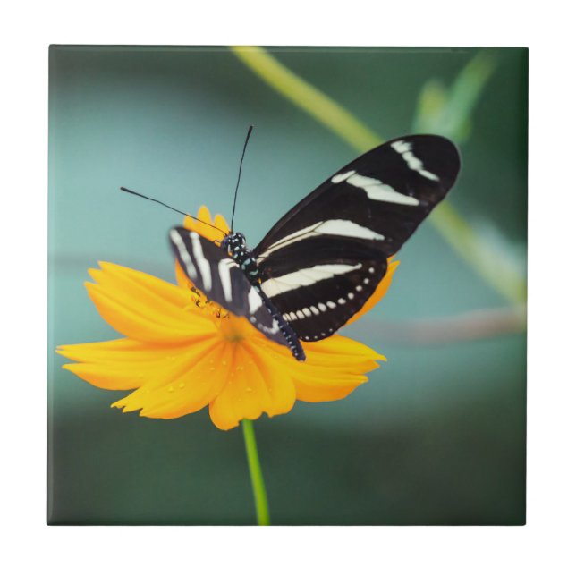 Costa Rica  - Zebra Longwing Fjäril Kakelplatta (Framsidan)