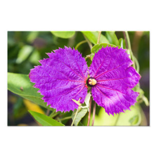 Costa Rican Butterfly Vine Fototryck