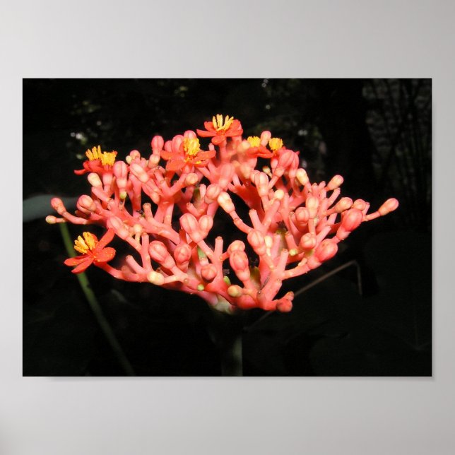 Costa Rican Flower Poster (Framsidan)