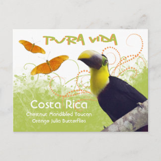 Costa Rican Pura Vida Toucan-vykort Vykort