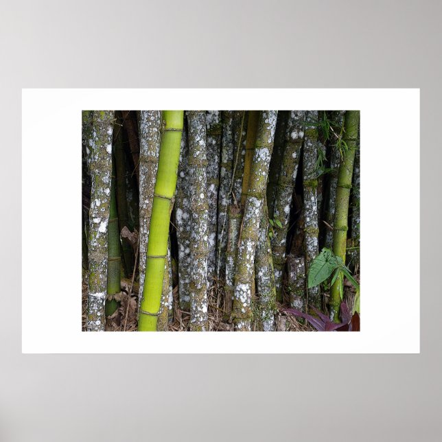 Costa Rican Rainforest Bamboo Art Poster (Framsidan)