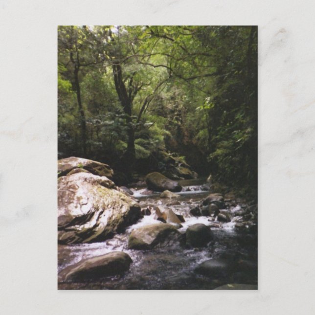 Costa Rican Rainforest Postcard Vykort (Framsida)