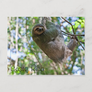 Costa Rican sloth Vykort