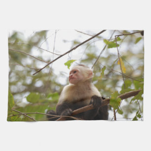 Costa Rican Wildlife: White Faced Capuchin Monkey Kökshandduk