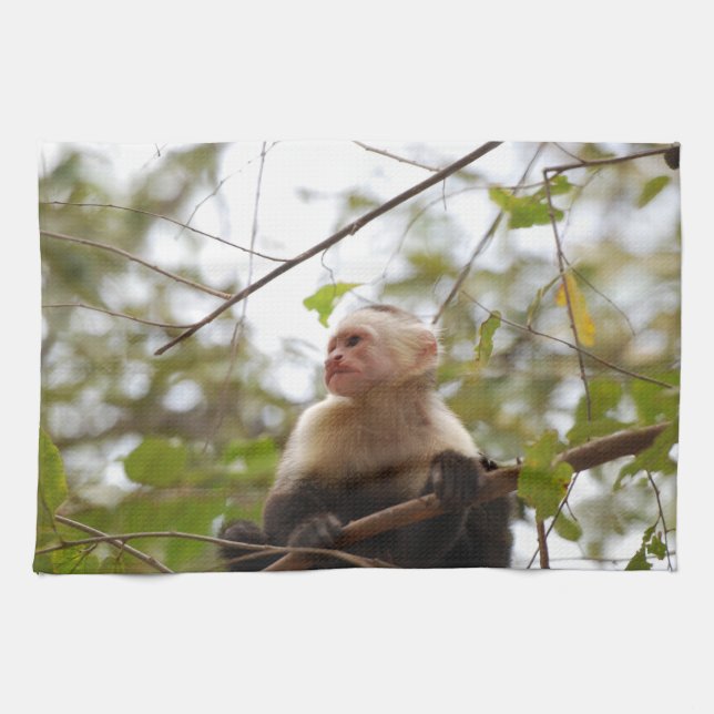 Costa Rican Wildlife: White Faced Capuchin Monkey Kökshandduk (Horisontell)