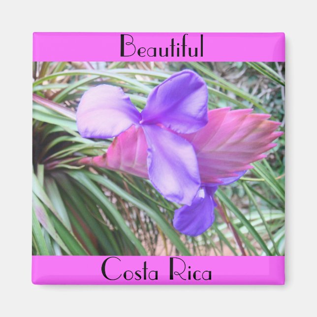 Costa Ricas bromeliads Magnet (Framsidan)
