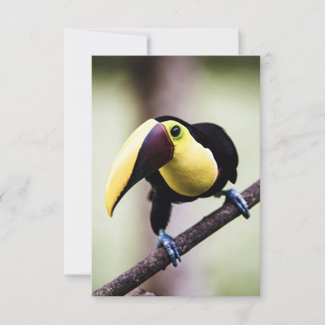 Costa Ricas Toucan Tack Kort (Framsida)