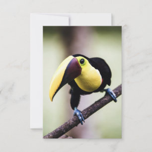 Costa Ricas Toucan Tack Kort