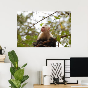 Costa Rician Monkey, Nyfiken White Faced Capuchin Poster