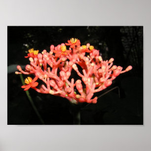 Costarikansk blomma poster