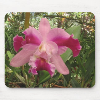 Costarikansk Orchid Musmatta