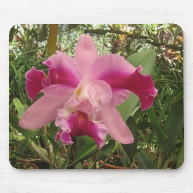 Costarikansk Orchid Musmatta (Framsidan)
