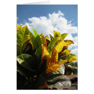 Costarikanska floror OBS kort