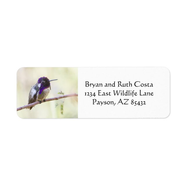 Costas hummerfågel på gren returadress etikett (Framsidan)
