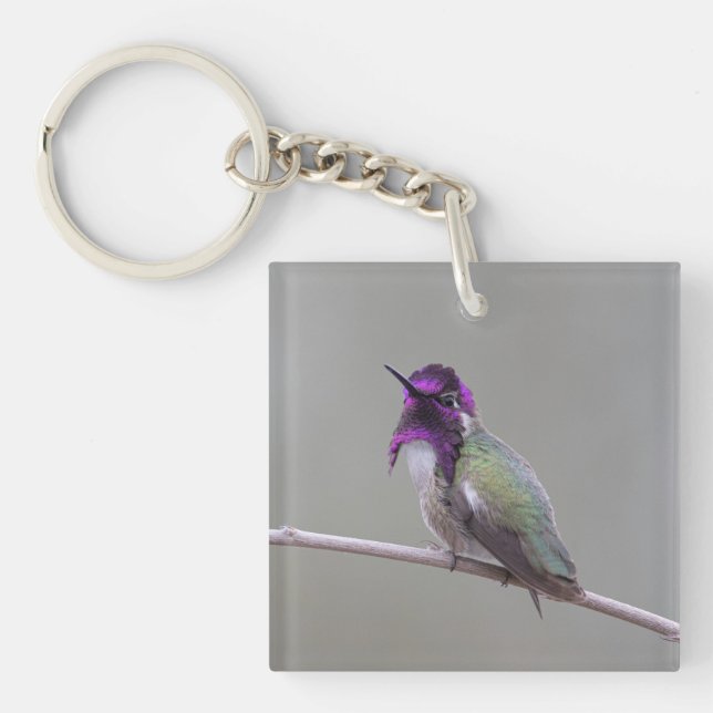 Costas hummingbird (Framsidan)