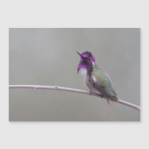 Costas hummingbird