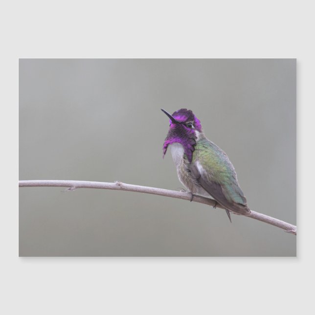 Costas hummingbird (Framsida)