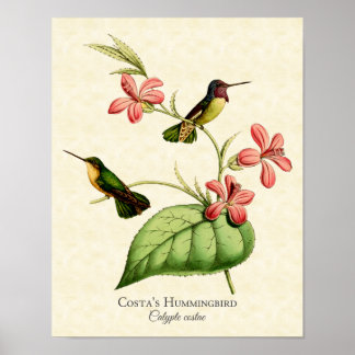 Costas Hummingbird Art Print Poster