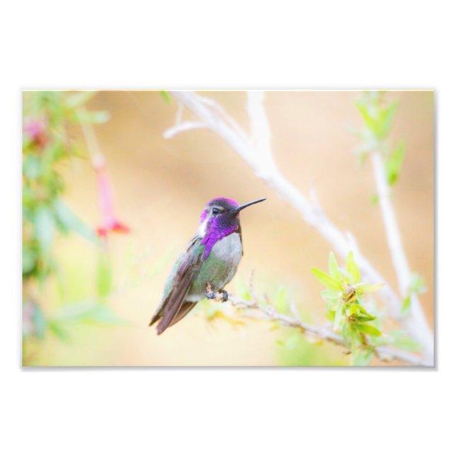 Costas hummingbird bland bladverk fototryck (Framsidan)