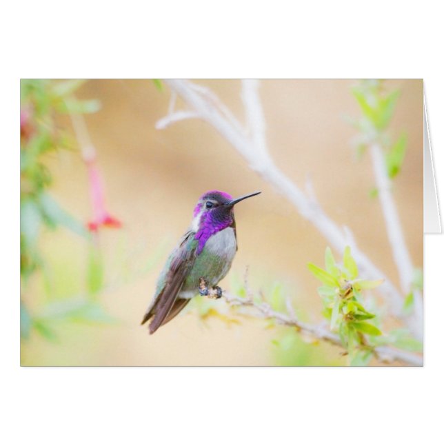 Costas hummingbird bland bladverk hälsningskort (Framsidan Horizontal)