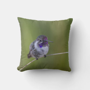 Costas Hummingbird i augusti Kudde