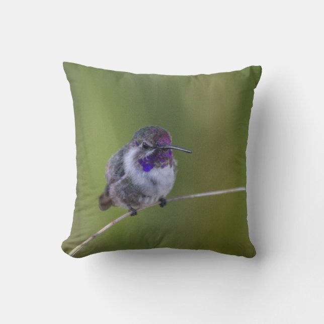 Costas Hummingbird i augusti Kudde (Framsida)