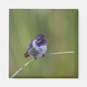 Costas Hummingbird i augusti Magnet