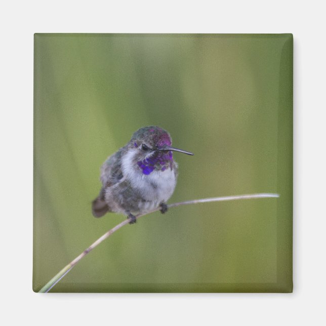 Costas Hummingbird i augusti Magnet (Framsidan)