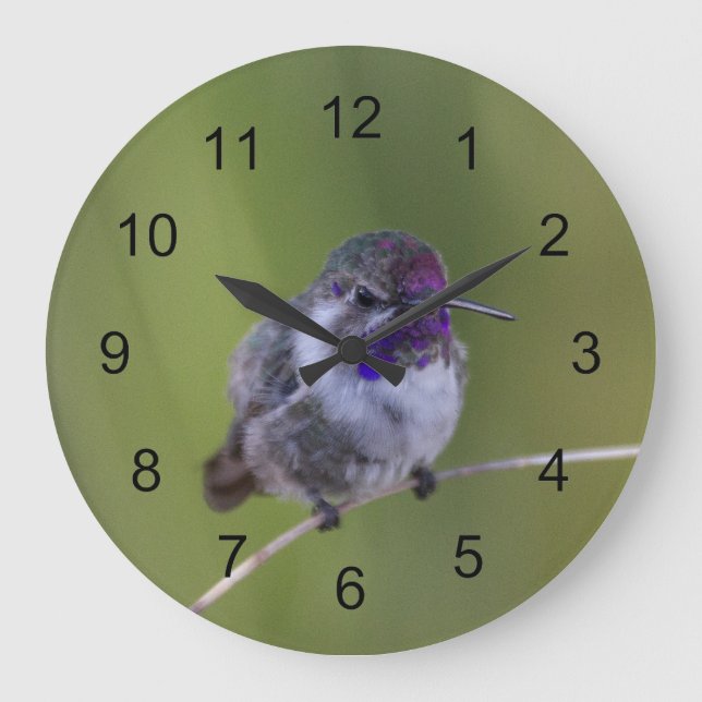 Costas Hummingbird i augusti Stor Klocka (Framsida)