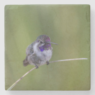 Costas Hummingbird i augusti Underlägg Sten