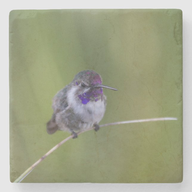 Costas Hummingbird i augusti Underlägg Sten (Framsidan)