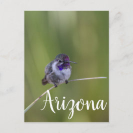 Costa's Hummingbird in August light, Arizona Vykort