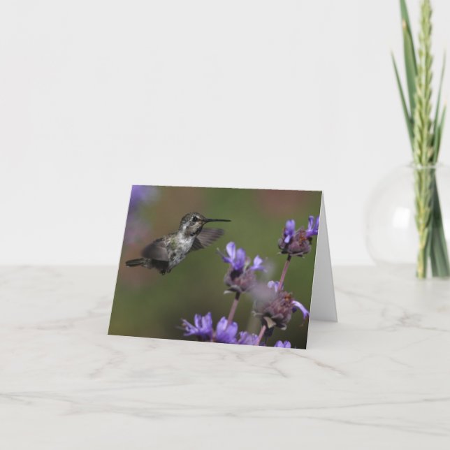 Costas Hummingbird - Joe Sweeney - kort (Framsida)