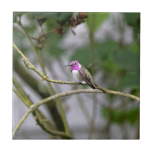 Costas Hummingbird Kakelplatta