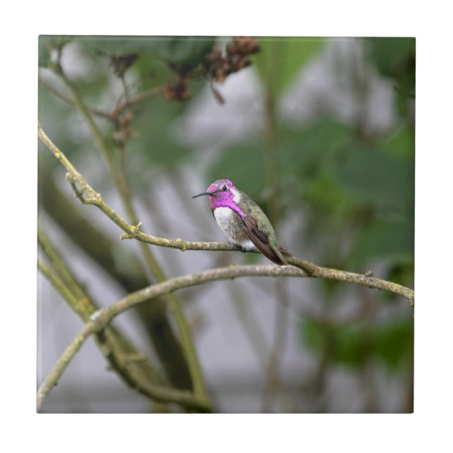 Costas Hummingbird Kakelplatta (Framsidan)