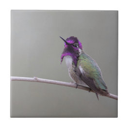 Costas Hummingbird Kakelplatta