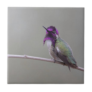 Costas Hummingbird Kakelplatta