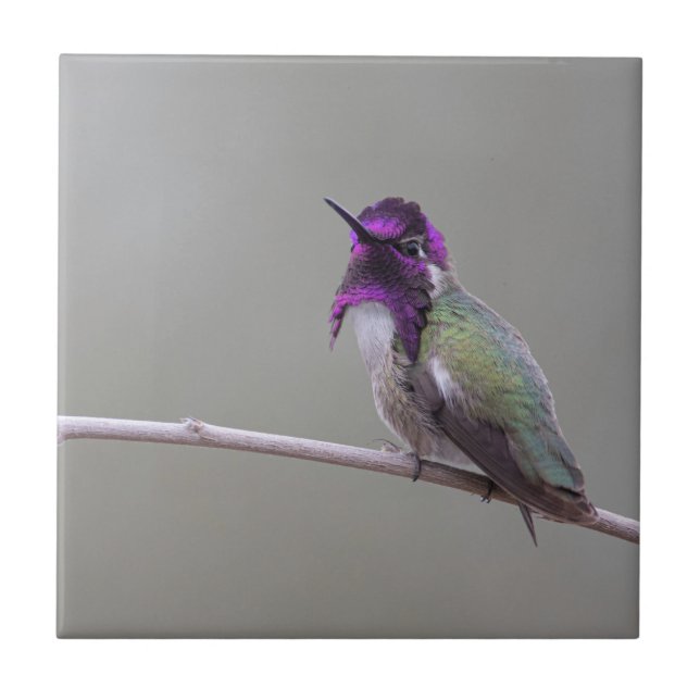 Costas Hummingbird Kakelplatta (Framsidan)