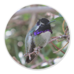 Costas Hummingbird Knopp