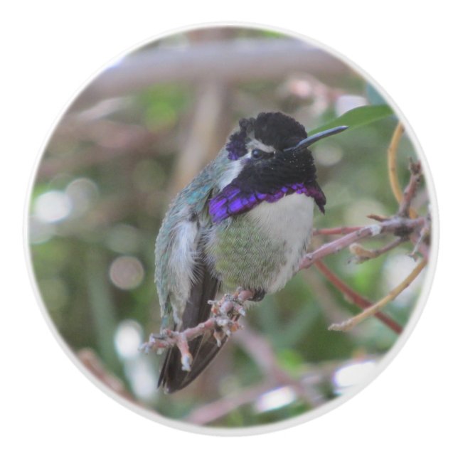 Costas Hummingbird Knopp (Framsidan)