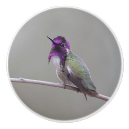 Costas hummingbird knopp
