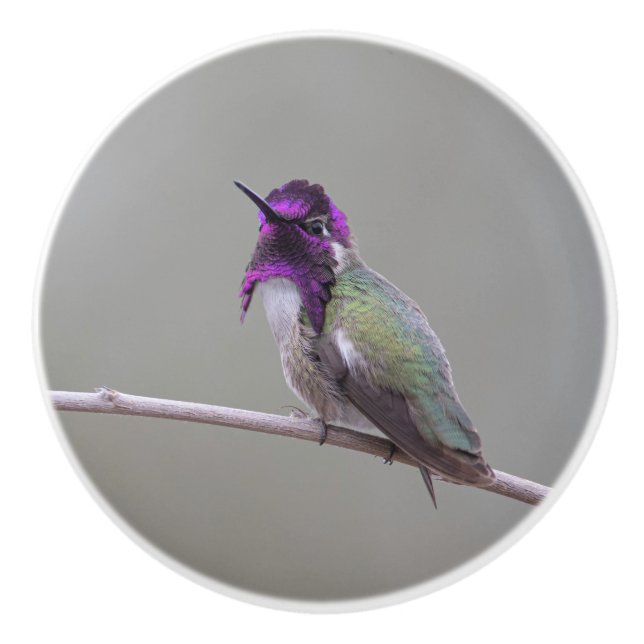 Costas hummingbird knopp (Framsidan)