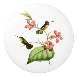 Costas Hummingbird Knopp