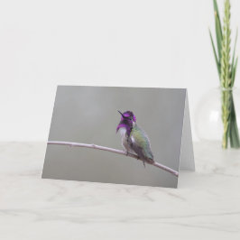 Costas hummingbird kort