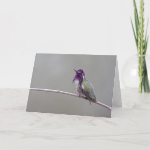 Costas hummingbird kort